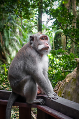 Image showing Monkey in the Monkey Forest, Ubud, Bali, Indonesia