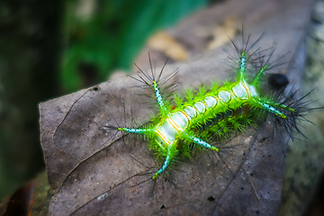 Image showing Stinging Slug Caterpillar, Taman Negara national park, Malaysia