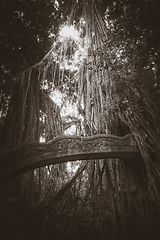 Image showing Old bridge in the Monkey Forest, Ubud, Bali, Indonesia