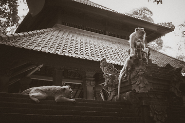 Image showing Monkeys on a temple roof in the Monkey Forest, Ubud, Bali, Indon