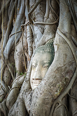 Image showing Buddha Head in Tree Roots, Wat Mahathat, Ayutthaya, Thailand