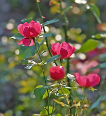 Image showing roses sweetheart pink