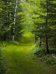 Image showing Green Track Through Wet Forest