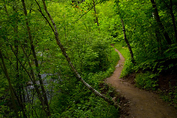 Image showing Path Out of Dark Forest