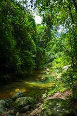 Image showing River in jungle rainforest, Khao Sok, Thailand