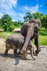 Image showing Mother and Baby elephant in protected park, Chiang Mai, Thailand