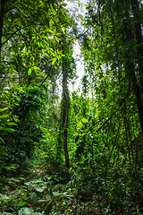 Image showing jungle forest, Chiang Mai, Thailand