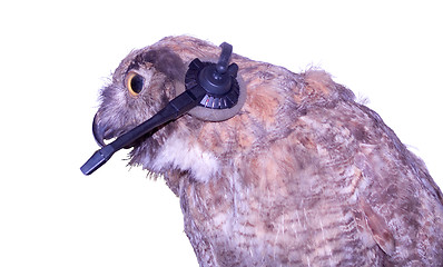 Image showing Technical Support Owl