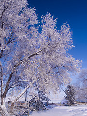 Image showing Winter Morning Ranch