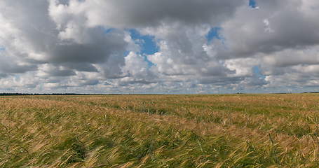 Image showing landscape of wheat field at harvest