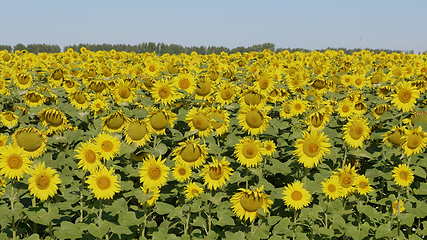 Image showing Field of blossoming sunflowers against the blue sky