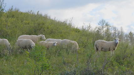 Image showing Group of sheep gazing, walking and resting on a green pasture in Altai mountains. Siberia, Russia