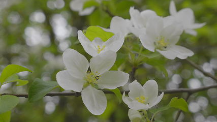 Image showing Garden with blossoming apple trees in spring.