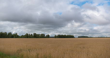 Image showing landscape of wheat field at harvest