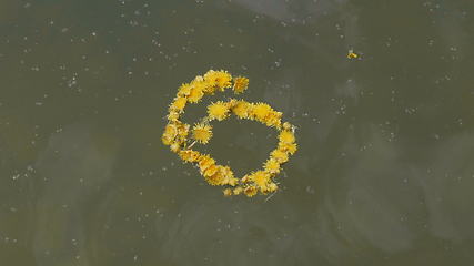 Image showing Wreath of dandelion flowers floats on water.