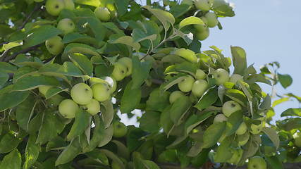 Image showing Green apples on a branch ready to be harvested, outdoors