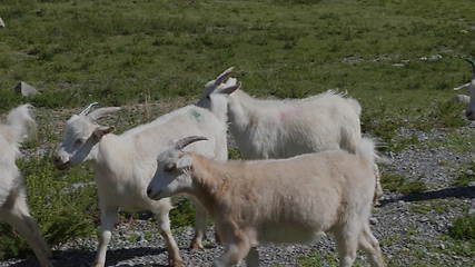 Image showing Group of sheep gazing, walking and resting on a green pasture in Altai mountains. Siberia, Russia