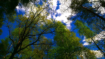 Image showing Time lapse european mixed forest. Tops of the trees. Looking up to the canopy.