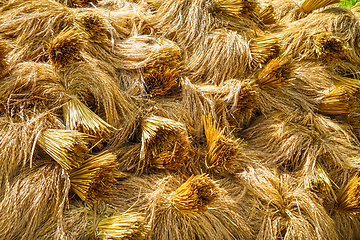 Image showing Rice harvest drying, Jatiluwih, Bali, Indonesia