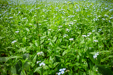 Image showing Blue flowers in Nikko botanical garden, Japan