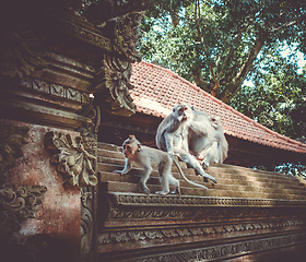 Image showing Monkeys on a temple roof in the Monkey Forest, Ubud, Bali, Indon