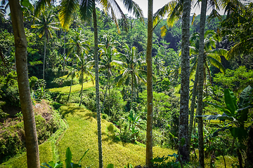 Image showing Paddy field in Gunung Kawi temple, Ubud, Bali, Indonesia