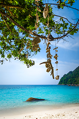 Image showing Hanging coral on Turtle Beach, Perhentian Islands, Terengganu, M