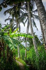 Image showing Palm trees in Paddy field, Munduk, Bali, Indonesia