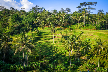 Image showing Paddy field rice terraces, ceking, Ubud, Bali, Indonesia