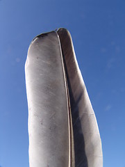 Image showing Feather