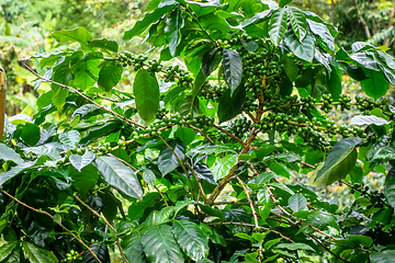 Image showing Coffee plantation near Chiang Mai, Thailand