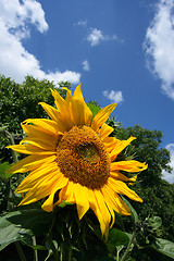 Image showing Sunflower