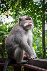 Image showing Monkey in the Monkey Forest, Ubud, Bali, Indonesia