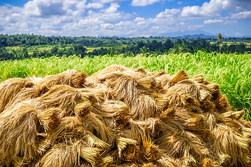 Image showing Rice harvest drying, Jatiluwih, Bali, Indonesia