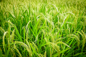 Image showing Paddy field rice detail, Munduk, Bali, Indonesia