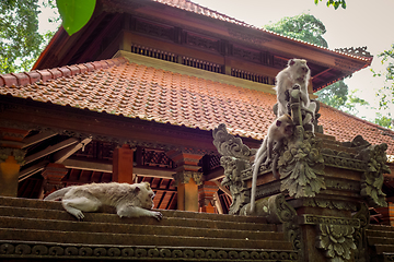 Image showing Monkeys on a temple roof in the Monkey Forest, Ubud, Bali, Indon