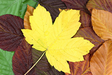 Image showing Autumn background