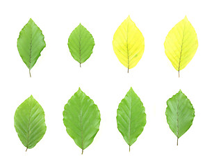 Image showing Isolated leaves