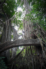 Image showing Old bridge in the Monkey Forest, Ubud, Bali, Indonesia