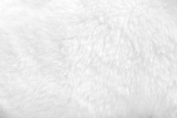 Image showing White fur background close up view