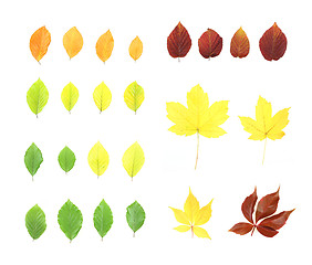 Image showing Autumn leaves