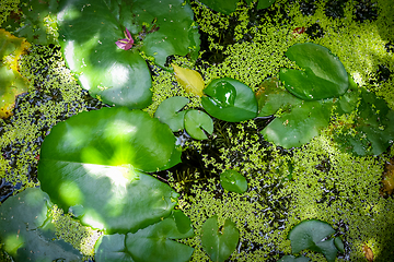 Image showing Nenuphar in water pond background