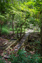 Image showing Old wooden bridge in jungle, Chiang Mai, Thailand
