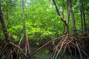 Image showing Mangrove in Phang Nga Bay, Thailand