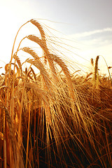 Image showing Cornfield in summer