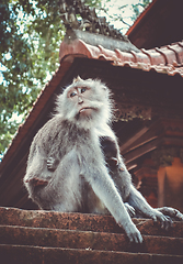 Image showing Monkeys on a temple roof in the Monkey Forest, Ubud, Bali, Indon