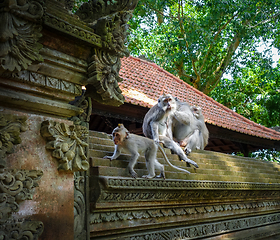 Image showing Monkeys on a temple roof in the Monkey Forest, Ubud, Bali, Indon