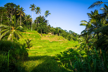 Image showing Paddy field rice terraces, ceking, Ubud, Bali, Indonesia