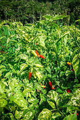 Image showing Chilli pepper plantation, Sidemen, Bali, Indonesia