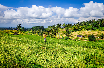 Image showing Scarecrow in Jatiluwih paddy field rice terraces, Bali, Indonesi